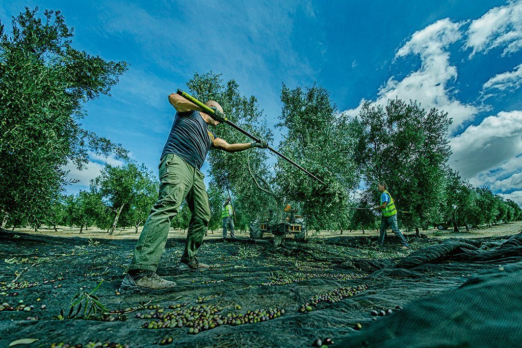 Fotografía corporativa para marca de aceite de oliva virgen extra en la cosecha de la aceituna